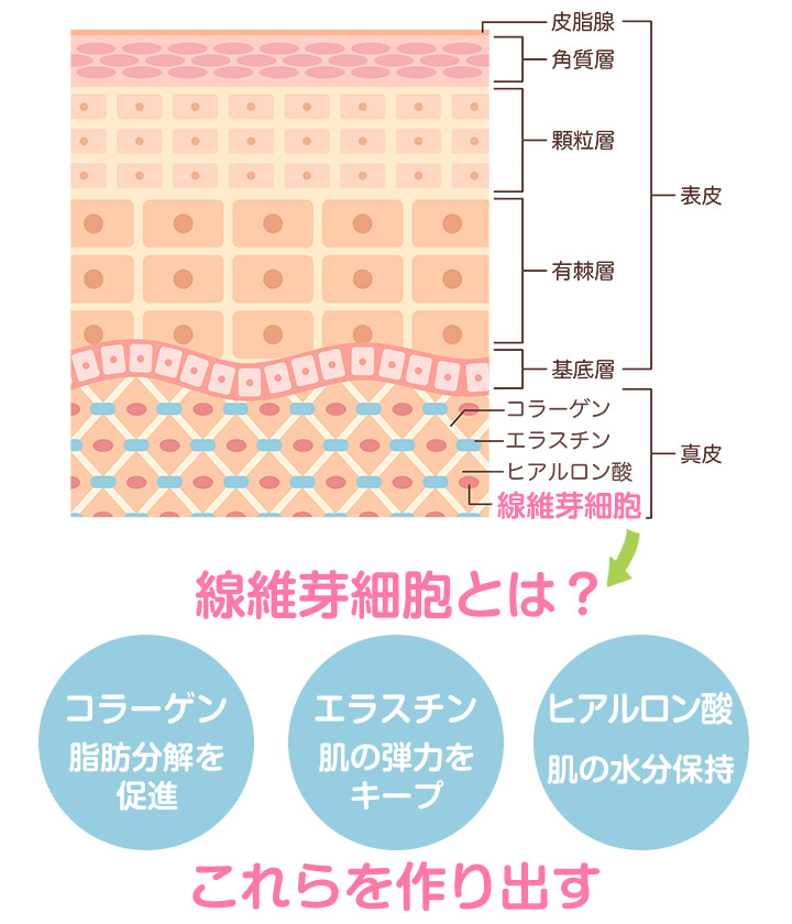 線維芽細胞とは