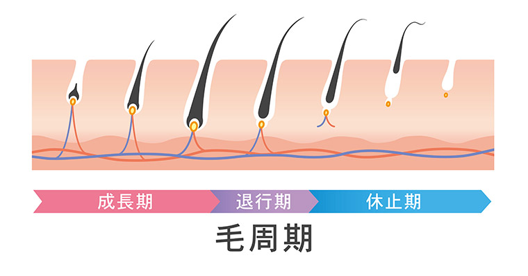 発毛の施術内容1