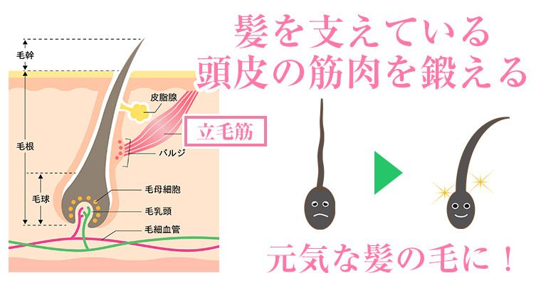 発毛の施術内容4